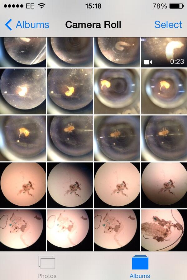 chazzax's tweet image. My photos consist of chickens and pulled apart bugs and flies. I am that cool. #biologystudentproblems 😔