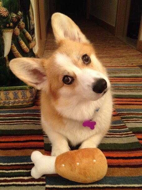 CorgiCorgis's tweet image. But this isn&apos;t real...