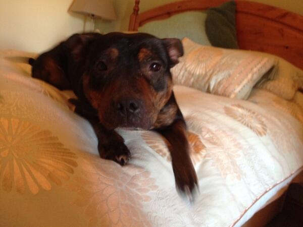 mrscarrj's tweet image. Why is it taking so long to find a home for Emmi? Can you help? Contact @NWDogRescue  Please RT