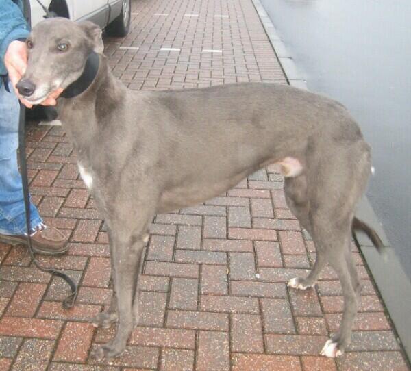 dcgrgreyhounds's tweet photo. #adopt #rescue #homeless #greyhounds There must be a space for one? http://t.co/QM8QTBVn4x