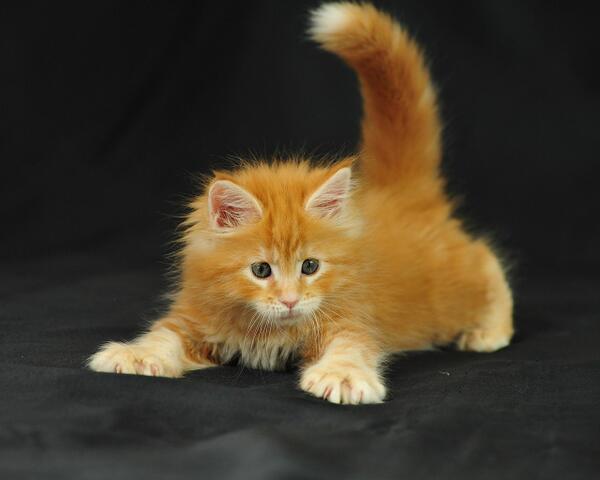 ilgattoparlante tweet picture