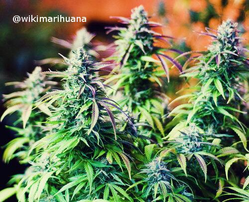 wikimarihuana's tweet photo. Porque algo natural no puede estar prohibido. #LibertadParaMaria #LibertadParaLaMarihuana http://t.co/lDnUVGmU9g