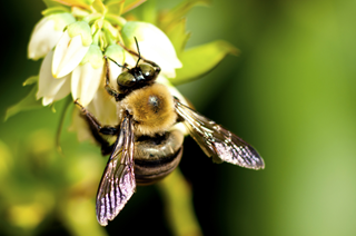 TheDailyMice's tweet photo. Bumblebees Catching Honeybee Bugs Read here!: http://t.co/nYTn8KtdEN http://t.co/f6aoQ1Essg