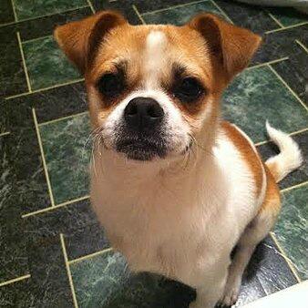 Saint bernard sale chihuahua mix