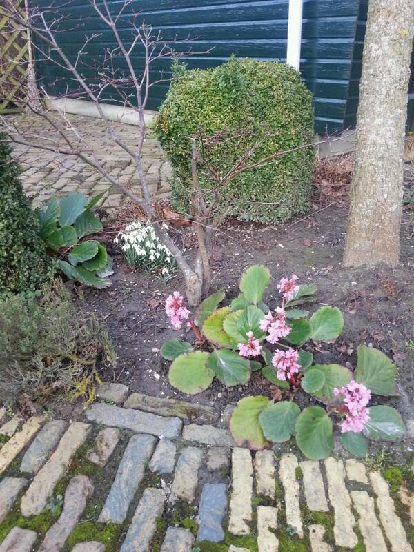 aad_ruiter's tweet photo. 24 februari. Het voorjaar is begonnen? http://t.co/vSoEsjAgm0