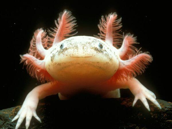 ScientiaDaily's tweet photo. The Mexican Axolotl has been spotted despite researchers fears it had disappeared from the wild @Elise_Andrew http://t.co/Xb2GnfKuyH