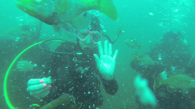 Scuba pics... 2 of 3. http://t.co/E8FRH1HpM6<a href="/tag/motogp"class="tags"><span>#motogp</span></a>