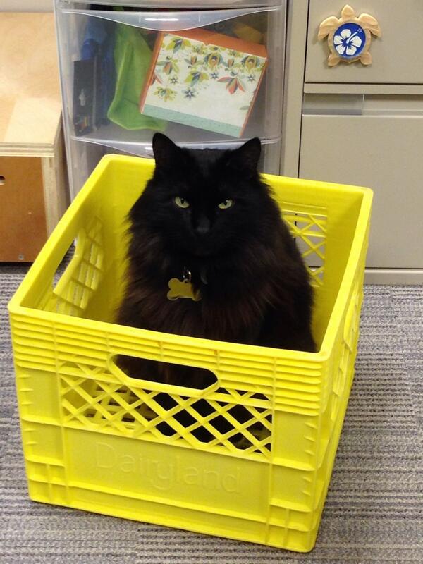 LawrenceLam8's tweet photo. Cat in the box!! He's angry because I haven't fed him treats yet. http://t.co/N3FSqQXjNk