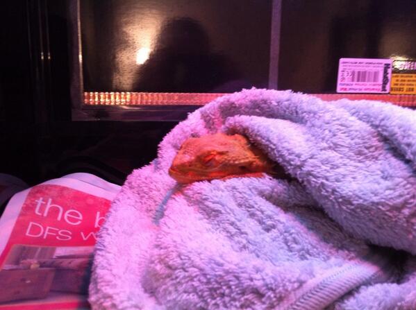 ThatVetSean's tweet image. Beardie op successful, sleeping in recovery minus one shard of lightbulb glass &amp;amp; a stomach full of grapes &amp;amp; spinach!