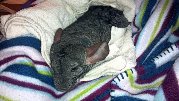 shfluff's tweet image. Unfortunately Shfluff didn't make it. The doctors took xrays and only found gas buildup in his stomach and intestines