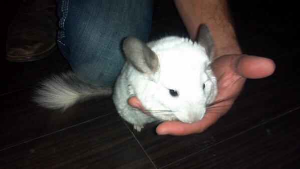 shfluff's tweet image. Shfluff is survived by Puff Fluff, his brother. This page will continue to follow Puff Fluff and his adventures.