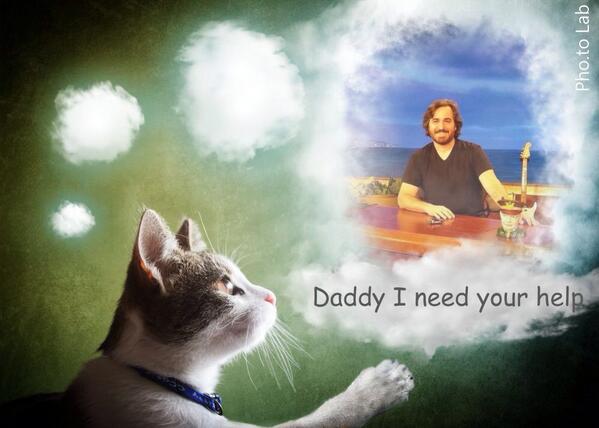 bellanick12's tweet image. @BQQuinn Your cat wants you! @ItsBenjaminCat