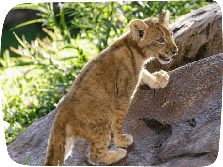 BuschGardens's tweet photo. You're invited to a Lion Cub birthday party on Saturday,  March 1. http://t.co/QfHQhdFTye http://t.co/8rWjWz2qJq
