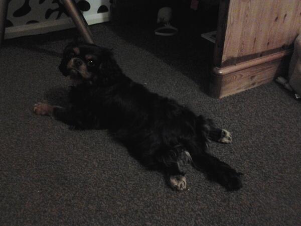 ComKitkitkat's tweet image. Ava just chillaxing :)