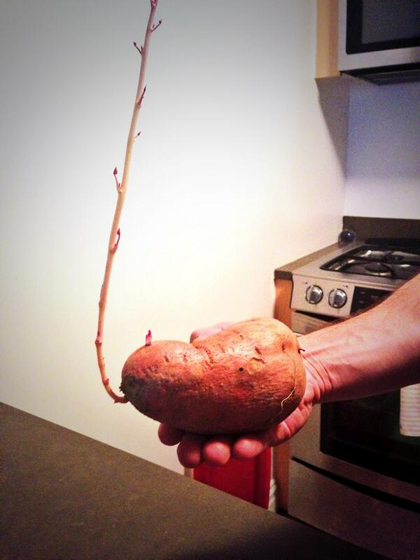 MissUSA's tweet photo. Guess I'm not having sweet potatoes for dinner. #science #project http://t.co/mwSIcVhlC0