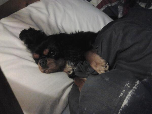 ComKitkitkat's tweet image. Hello im mean woof tell me what u think of this cute pic of me!