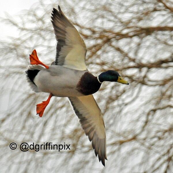 RT <a href="/dgriffinpix/">David Griffin Photography</a>: The sheer joy of flying...<a href="/AttenboroughNR/">Attenborough Reserve</a> @wildlife_uk