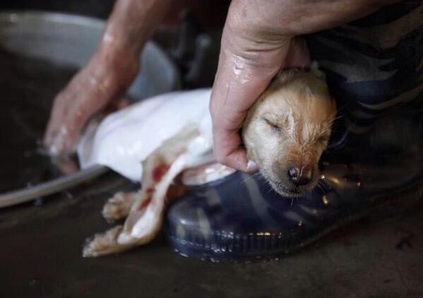 58panchita's tweet photo. This little sweetheart! Skin alive ..www.koreandogs.org Boycot Chinees products and RESTAURANTS http://t.co/AAokuYMpG5