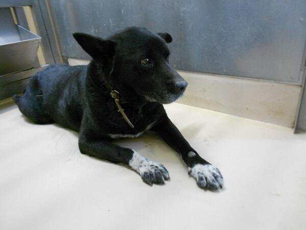 doubutukyushutu's tweet photo. 拡散RT @with_animals_k #香川県 高松市保健所迷い犬情報
収容期間：2/24-3/5
保護場所：庵治町
特徴：雑種♂黒（足先のみ白？）茶首輪
http://t.co/lXBYmWzPWo
飼い主さんお心当たりの方！ http://t.co/9LRAFfGmyb
