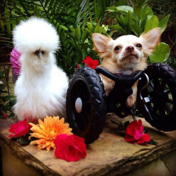 PetCollectiveTV's tweet photo. Best friends come in all shapes and sizes: http://t.co/IKNC9Hl3fj #lessonsfromanimals http://t.co/dXNXSr8X91