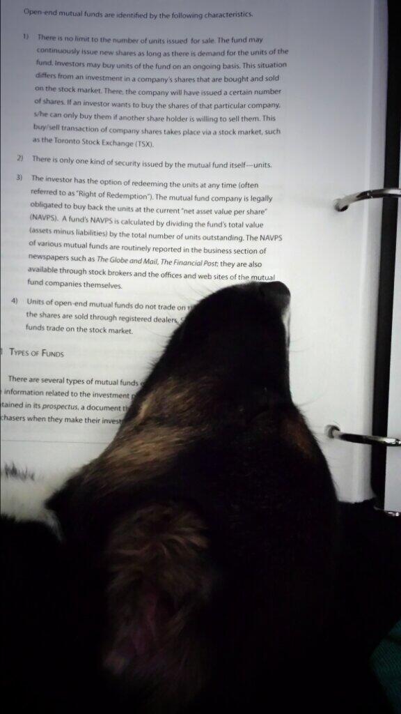LyndsJ14's tweet photo. Marley helping me study for my Products &amp; Services course! @KimKotylak #studypartner #dedicated #sleepydog http://t.co/LLWt3yzOf7
