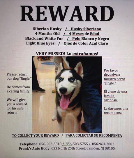 LostFoundPetsNJ's tweet photo. JINGLE IS LOST! 4mo husky, newly adopted. No tags or chip. Last seen 2/24 on N 25th St CAMDEN. 856-503-5818 http://t.co/DDOXGlGe87