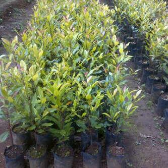 Jual bibit cengkeh berkualitas...