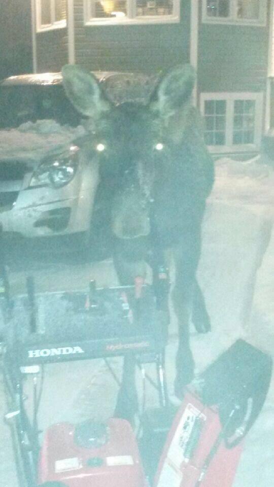 From Amanda Vink, her brother came face to face with this dude last night! Crazy. -Mitch