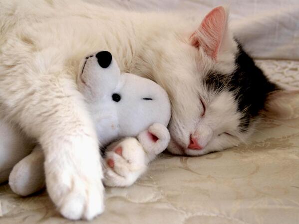 ellis_hazelwood's tweet image. Oh no I have to be at school in like...10 or 11 hours. #ICantMath
Goodnight world!