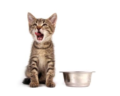 GroovyGravyPets's tweet photo. Cat trivia of the day: Did you know that a cat's sense of taste is keener than a dog's? http://t.co/1YOLLrrZK9