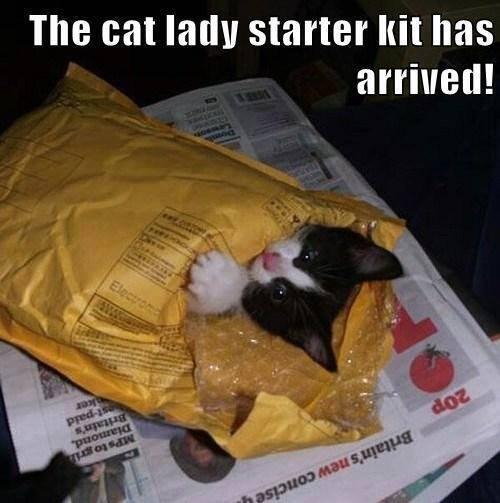 kingscroft's tweet photo. Get your jiffy envelopes from #Kingscroft! Kitten not included, but great prices and top quality ensured! #packaging http://t.co/3ytgX1aOyX