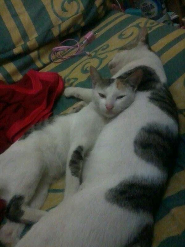 Kucing ajaa sosweettt masaaa akuu engggaaaaaa :'(