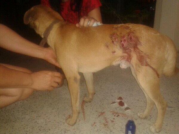 Danielrockk's tweet photo. ¿Qué culpa tiene un pobre perrito? ¿Por qué la GNB le tiene que disparar? https://t.co/Z5rQWqvXUT