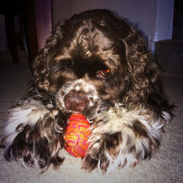 IdentityMktg2's tweet photo. We have a visitor in the office today #vino #dog #officemascot http://t.co/laS6RCP6KS