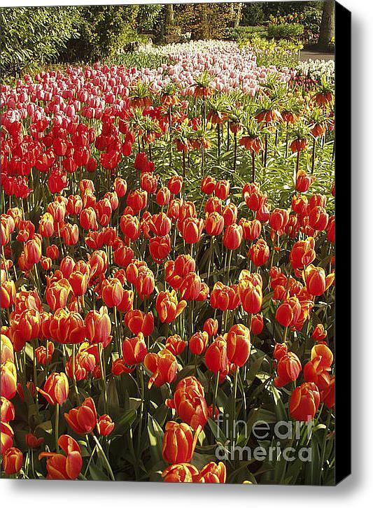 emilioereza's tweet photo. New artwork for sale! - "Tulips. Lisse. Netherlands. " - http://t.co/GgZdHpXT2F @fineartamerica http://t.co/sp2Jts7uns