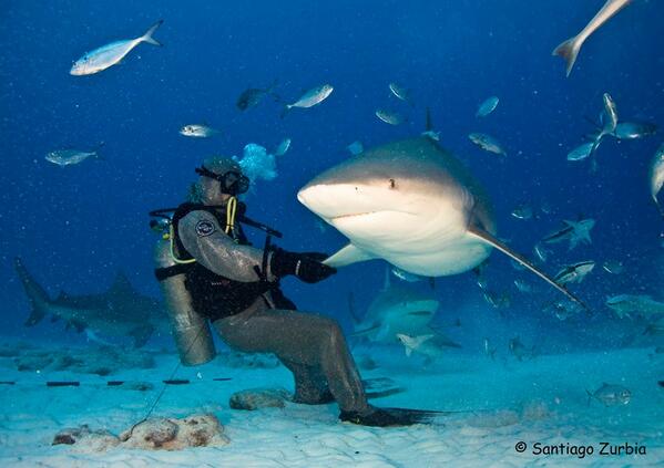 ¿#Sabíasque los #tiburones son daltónicos y no distinguen los colores? #Puerto39