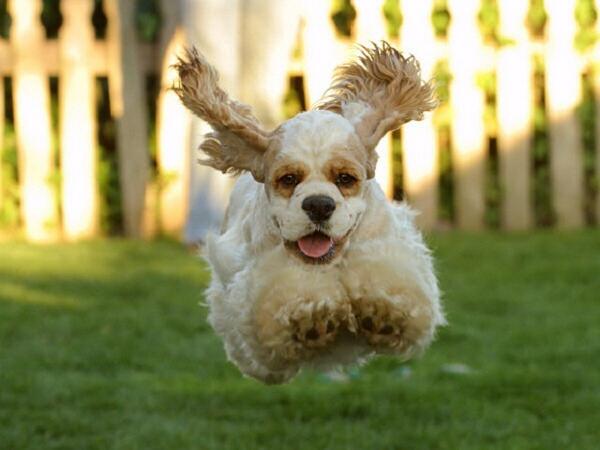 JayArchier's tweet photo. Keeping Your #Pet From #Jumping - http://t.co/dxFja2Sa2T #Dog #JumpingPetDogs #WhyDogsJump http://t.co/kxdlvKrbQv