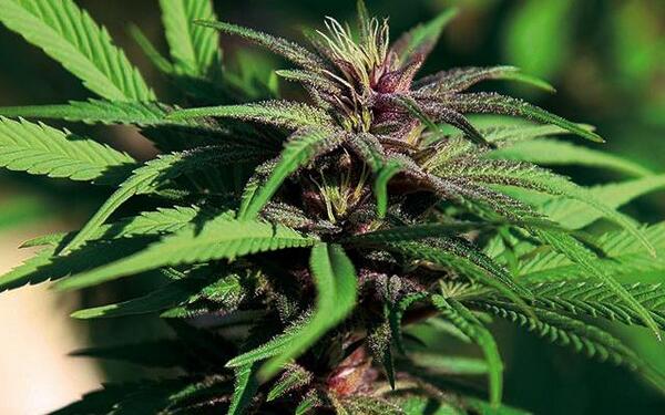 HIGH_TIMES_Mag's tweet photo. #Problem: Muscle Spasms or Neuropathy | #StrainSolution: Crimea Blue—http://t.co/ZalRkI3Je8 http://t.co/wZAmpyRK1v