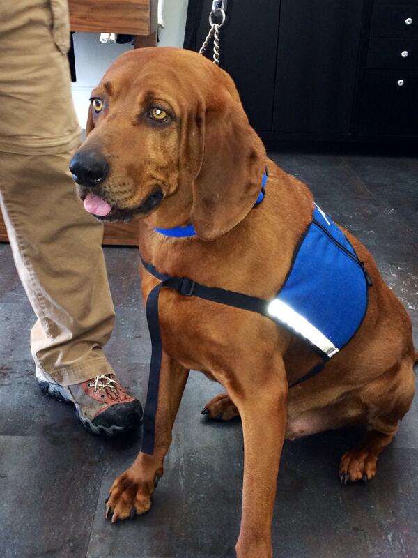 MeridianLtd's tweet photo. Fudd is a 5 year old Redbone Coonhound/mix that needs a loving home as soon as possible.Visit Fudd at @WoofnMeow http://t.co/D8lZQ0K9fu