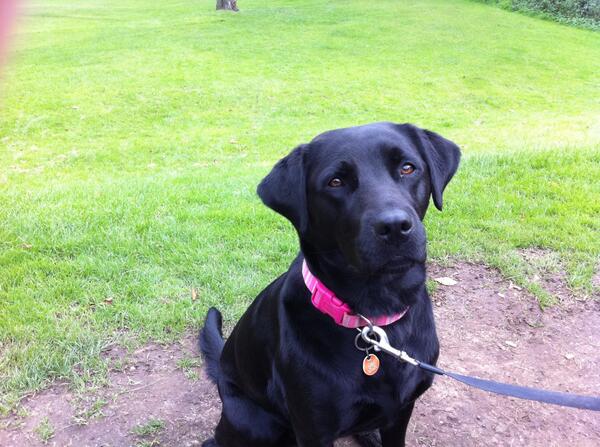 CarolinePerry1's tweet photo. A black lab went missing around Seapark Holywood this morning (25/2/14). If you see her, please get in touch. Thanks. http://t.co/lrQV9AHCtS