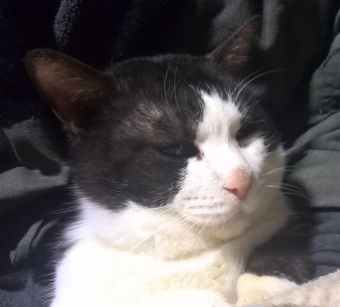 ビューティーチロルにゃん 