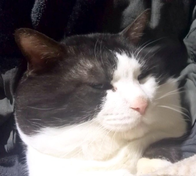 ビューティーチロルにゃん2
あんまり変わらなかった。 