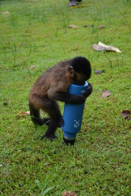 SunriverResort's tweet image. @CiaoBambino's #SunriverResort @HydroFlask drew much attention in the Amazon! #youredoingitwrong #monkeythief