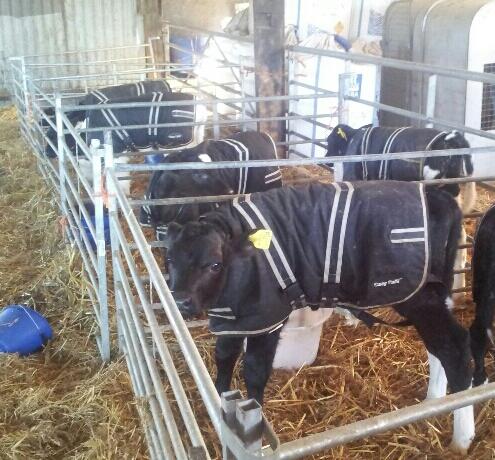Calf jackets. Seem to help. Doesn't have to be cold to see the benefit. Healthy calves, FCR's appear to improve. #try