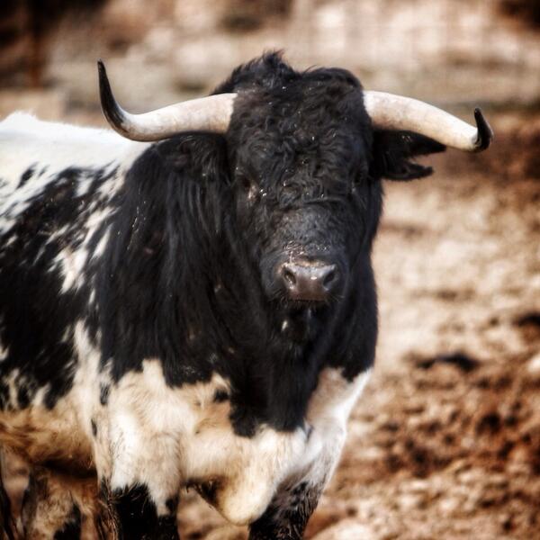 toropasion's tweet photo. Otra verdadera lámina de #toro de Finca #toropasión. ¿Quieres ver más toros como éste? Síguenos en #instagram http://t.co/OOhBESWYvq