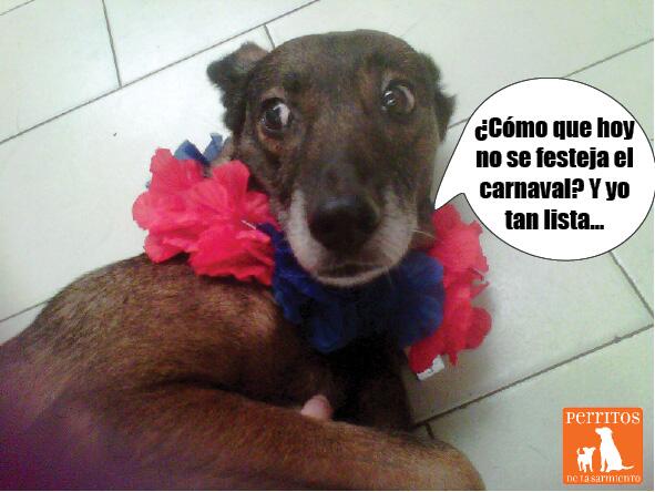 Sarmientitos's tweet photo. Nuestra bella Daysi quiere que sea carnaval toda la vida. En adopción: perritosdelasarmiento@gmail.com! RT!! Ayudala! http://t.co/y3k1Ub3Apj