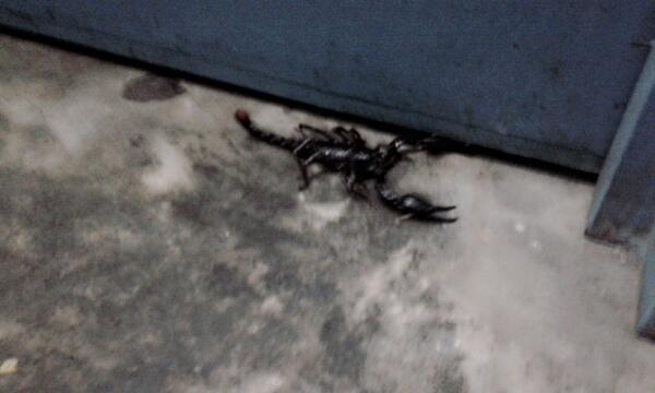 APIT_PET's tweet image. Kljngking mau masuk dorm ....