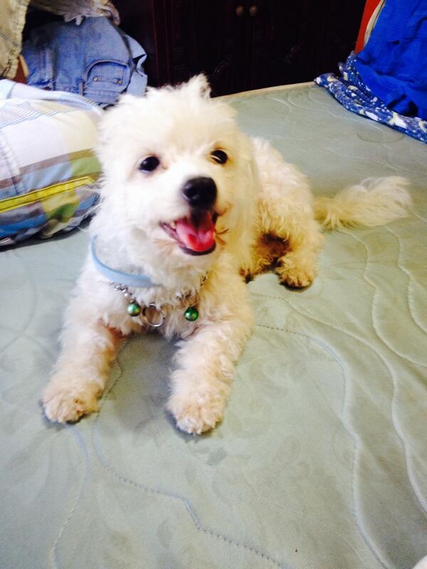 castelned's tweet photo. ayúdeme a encontrarla, se llama luna se perdió en Pedregal, estamos ofreciendo recompensa   6670-2247 / 68640711 http://t.co/6DLOk7iRQo