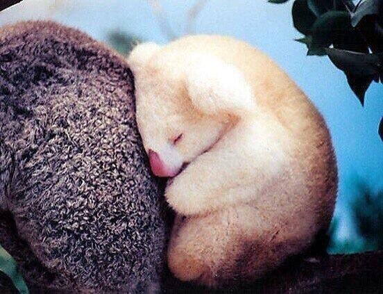 Followmeetogain's tweet photo. This animal is so cute! :D http://t.co/04LUPNvgiu