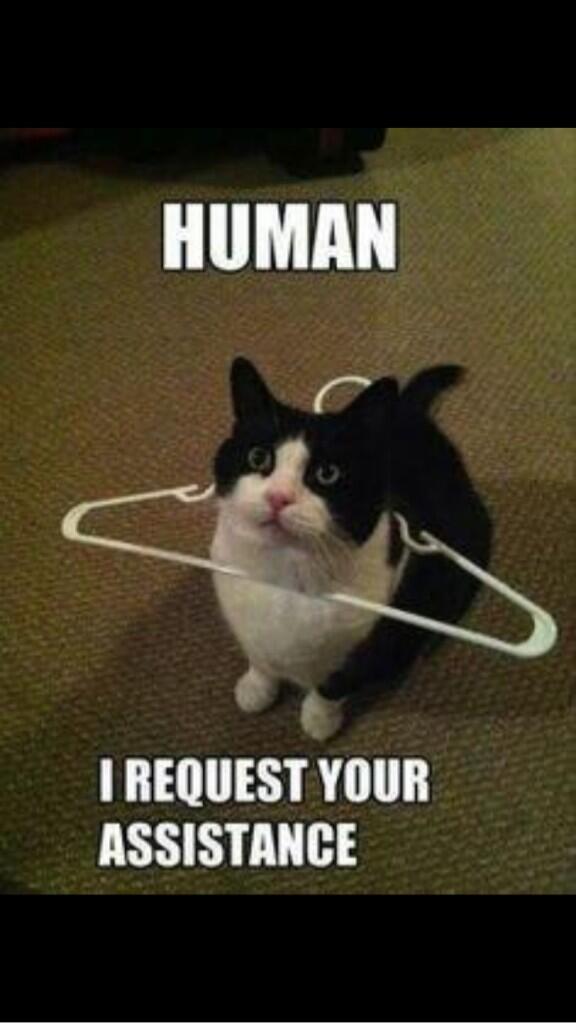 CatOverdose's tweet image. Cats are only nice when they need you